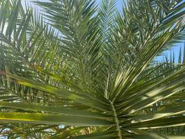 belles grandes feuilles de palmier vert contre le ciel bleu dans un pays tropical chaud, resort photo