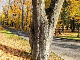 route goudronnée dans le parc d'automne entouré d'arbres à feuilles jaunes dans le parc photo