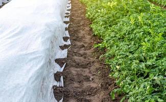 rangées de buissons de pommes de terre sur une plantation sous agrofibre et en plein air. durcissement des plantes à la fin du printemps. faire pousser des cultures dans un début de saison plus froid. effet de serre pour se protéger. agro-industrie, agriculture. photo