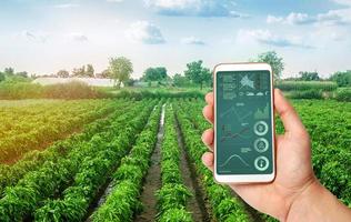 une main tient un smartphone avec des infographies sur le fond des plantations de poivron bulgare doux. agriculture. culture, entretien et récolte. produits agricoles à vendre. photo