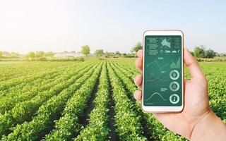 l'agriculteur détient un smartphone sur fond de champ avec une plantation de pommes de terre. recherche scientifique. technologie de pointe, innovation. l'agro-industrie et l'agro-industrie. agriculture biologique européenne. photo