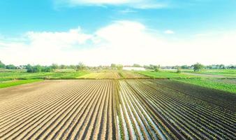 le champ de la ferme est planté de plantes agricoles. cultiver et produire de la nourriture. campagne rurale. arroser la récolte. agro-industrie, agroalimentaire. agriculture, terres agricoles européennes. système d'irrigation traditionnel photo