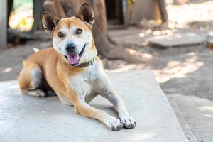 photos du chien brun thaïlandais