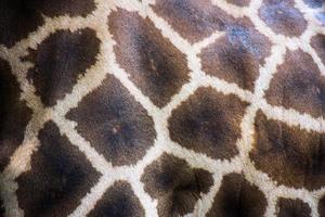 texture de fourrure de girafe, faune photo