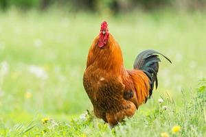 coq sur l'herbe photo