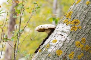 champignon sur un arbre cassé photo