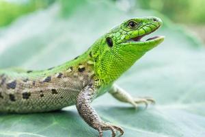 lézard vert dans l'herbe photo