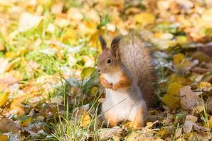 écureuil roux sur une branche en automne photo