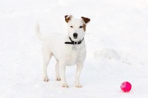 jack russell terrier photo