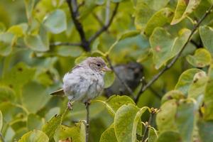 moineau assis sur une branche de lilas photo