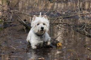 petit chien blanc photo