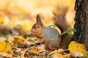 écureuil dans le parc d'automne photo