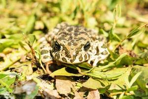 le crapaud sur l'herbe photo