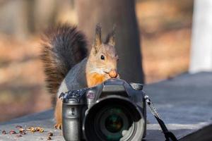 photographies d'écureuils sur l'appareil photo