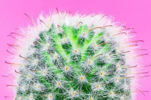 cactus sur fond rose photo