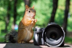 écureuil et caméra photo