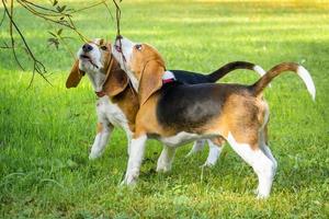 chien beagle sur l'herbe photo