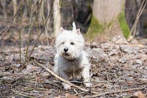 petit chien blanc photo