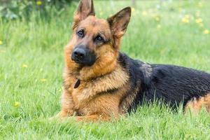 chien sur l'herbe photo