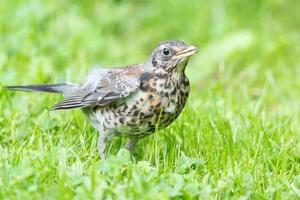 grive grasslander sur l'herbe photo