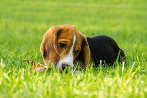 chien beagle sur l'herbe photo