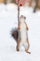écureuil dans la neige photo