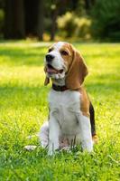 chien beagle sur l'herbe photo