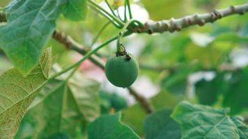 plante fruitière de ricin vert photo