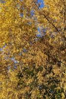 feuillage des érables en automne photo