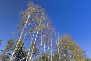 Temps d'automne ensoleillé dans une forêt de bouleaux avec un ciel bleu photo