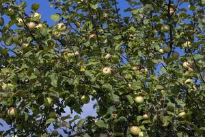 récolte de pommes dans le verger de pommiers photo