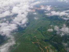 vue aérienne jeune plantation de palmiers à huile photo