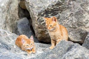 deux chatons jaunes jouant dehors. deux chats se battent et jouent dans la pierre photo