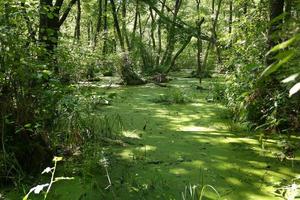 marais verdoyant et scène de forêt tropicale. photo