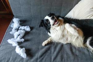 Chiot espiègle et coquin border collie après un méfait mordant un oreiller allongé sur un canapé à la maison. chien coupable et salon détruit. endommager la maison en désordre et le chiot avec un drôle de regard coupable. photo