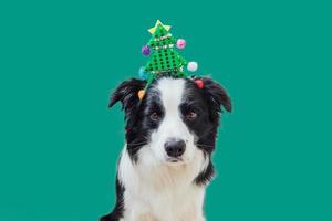 notion de joyeux noël. Chiot drôle mignon border collie portant costume de noël stupide chapeau de sapin de noël vert isolé sur fond vert. préparation des vacances. notion de joyeux noël. photo