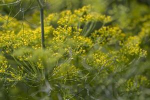 faire pousser de l'aneth vert dans le champ, faire pousser de l'aneth vert pour l'utiliser comme épices photo