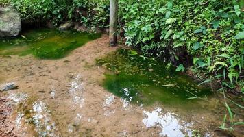 les sources propres et claires sont si belles avec de la mousse verte et des plantes sur les rives des sources 05 photo