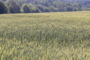 un champ agricole où pousse le blé céréalier mûrissant photo