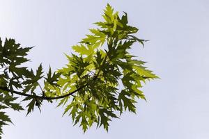 feuilles d'érable vertes à la fin de l'été photo