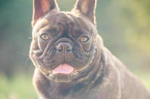 bouledogue français bringé noir. portrait d'un chien de compagnie. photo