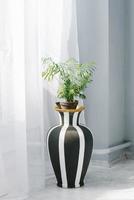 plante d'intérieur avec des feuilles de palmier d'arec dans un vase de sol noir et blanc près de la fenêtre de la maison photo