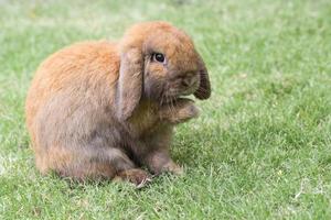 lapin sur l'herbe verte. lapin décoratif à la maison à l'extérieur. petit lapin, année du zodiaque du lapin, lapin de pâques. photo