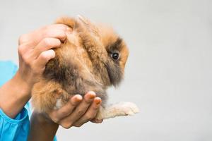 femme tenant et regardant le lapin sur l'herbe verte. lapin décoratif à la maison à l'extérieur. petit lapin, année du zodiaque du lapin, lapin de pâques. photo