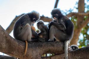 mignon langur à lunettes assis sur l'arbre dans la forêt de thaïlande. photo