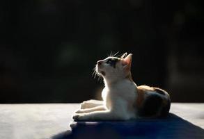 chat de famille asiatique rural assis et regardant le ciel avec curieusement contre le soleil, la lumière du soleil, le rayon de soleil, le rayon de soleil, isolé avec un espace de copie. photo