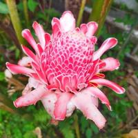 etlingera elatior dans le jardin photo