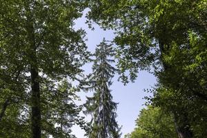 arbres dans une forêt mixte en été photo