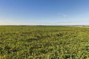 champ agricole avec des haricots verts photo