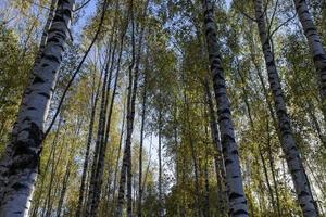 forêt de bouleaux avec des arbres au feuillage jaune et vert photo